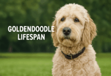 Goldendoodle Lifespan: How to Add 3+ Years to Your Dog’s Life Goldendoodle Lifespan: How to Add 3+ Years to Your Dog's Life
