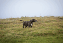 How Long Do Staffies Live? Staffordshire Bull Terrier Lifespan and Care Tips How Long Do Staffies Live? Staffordshire Bull Terrier Lifespan and Care Tips