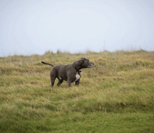 How Long Do Staffies Live? Staffordshire Bull Terrier Lifespan and Care Tips How Long Do Staffies Live? Staffordshire Bull Terrier Lifespan and Care Tips