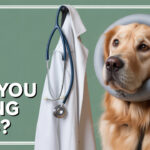 Stop Doing These 5 Things to Your Dog—Vets Are Begging Pet Owners to Listen Stop Doing These 5 Things to Your Dog—Vets Are Begging Pet Owners to Listen