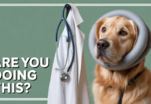 Stop Doing These 5 Things to Your Dog—Vets Are Begging Pet Owners to Listen Stop Doing These 5 Things to Your Dog—Vets Are Begging Pet Owners to Listen