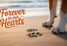 What to Do When Your Dog Dies: A Gentle Guide Through Your Most Difficult Goodbye What to Do When Your Dog Dies: A Gentle Guide Through Your Most Difficult Goodbye