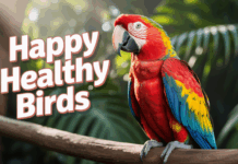 The Ultimate Guide to Bird Care: Expert Tips for Bird Owners The Ultimate Guide to Bird Care: Expert Tips for Bird Owners