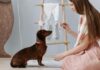 15 Apartment-Friendly Dog Training Tips That Actually Work 15 Apartment-Friendly Dog Training Tips That Actually Work
