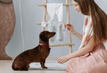 15 Apartment-Friendly Dog Training Tips That Actually Work 15 Apartment-Friendly Dog Training Tips That Actually Work