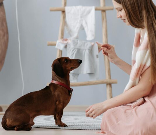 15 Apartment-Friendly Dog Training Tips That Actually Work 15 Apartment-Friendly Dog Training Tips That Actually Work