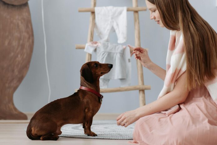 15 Apartment-Friendly Dog Training Tips That Actually Work 15 Apartment-Friendly Dog Training Tips That Actually Work