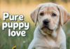 English Labrador Puppies: The Ultimate Guide to AKC Registered Companions English Labrador Puppies