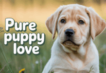 English Labrador Puppies: The Ultimate Guide to AKC Registered Companions English Labrador Puppies