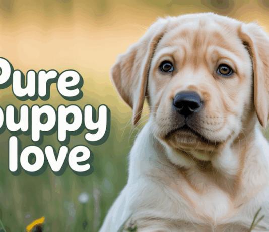 English Labrador Puppies: The Ultimate Guide to AKC Registered Companions English Labrador Puppies