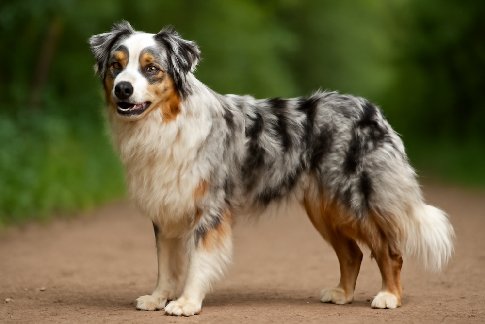 Australian Shepherd