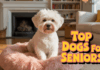 Best Dogs for Elderly People