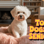 7 Best Dogs for Elderly People in 2026 Best Dogs for Elderly People