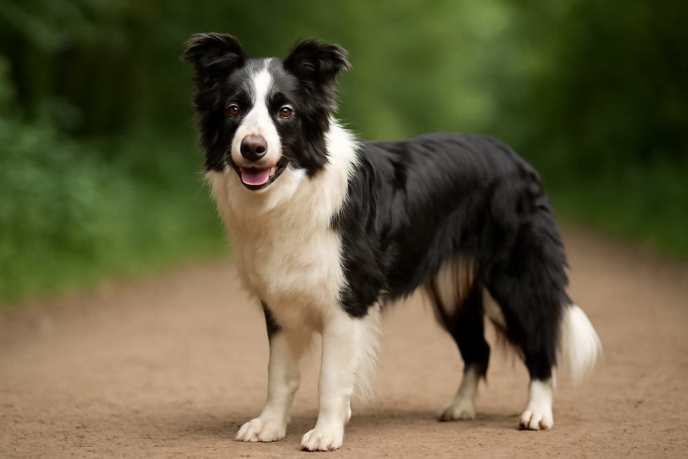 Border Collie