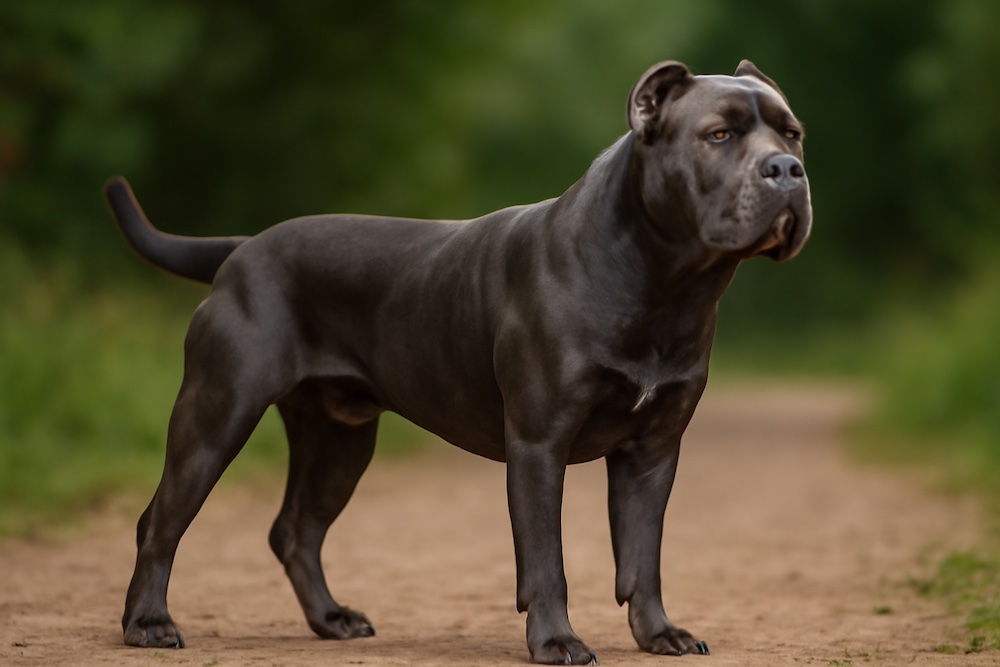 Cane Corso