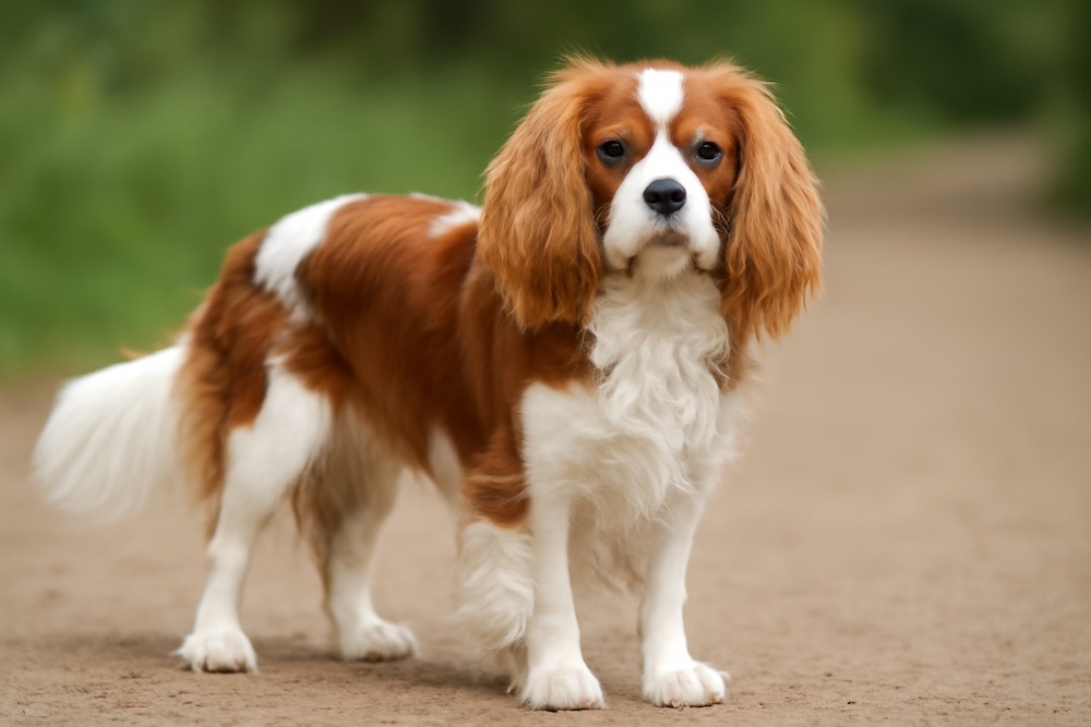 Cavalier King Charles Spaniel