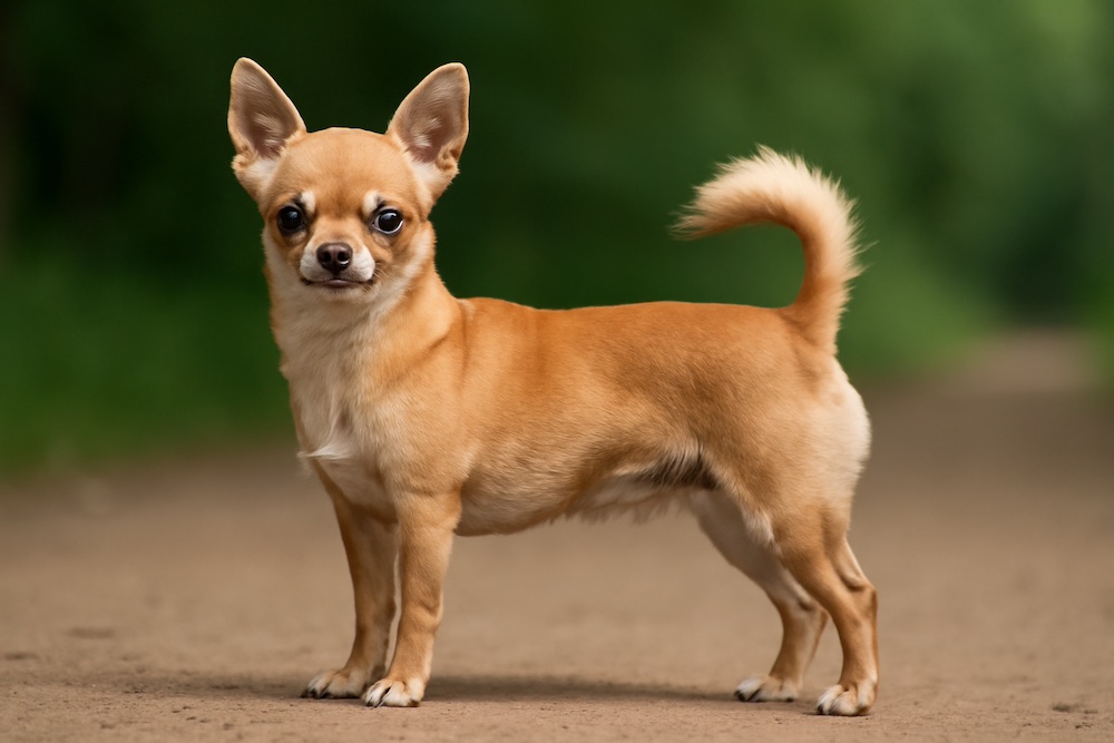 Chihuahua
