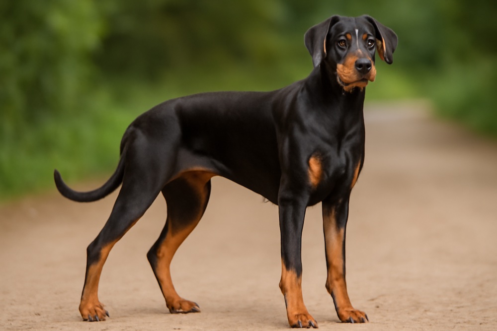 Doberman Pinscher