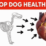 The Most Common Dog Health Problems and How to Prevent Them The Most Common Dog Health Problems and How to Prevent Them