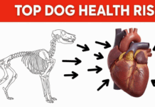 The Most Common Dog Health Problems and How to Prevent Them The Most Common Dog Health Problems and How to Prevent Them