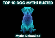 10 Common Dog Myths You Should Stop Believing Today! 10 Common Dog Myths You Should Stop Believing Today!