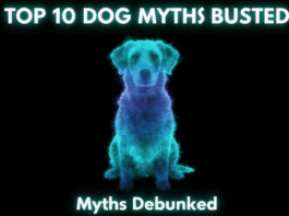 10 Common Dog Myths You Should Stop Believing Today! 10 Common Dog Myths You Should Stop Believing Today!