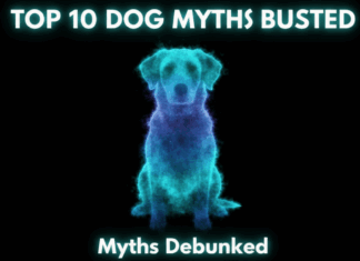 10 Common Dog Myths You Should Stop Believing Today! 10 Common Dog Myths You Should Stop Believing Today!