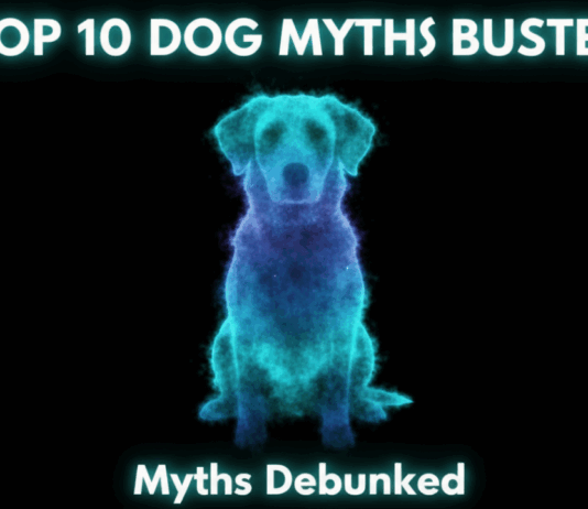 10 Common Dog Myths You Should Stop Believing Today! 10 Common Dog Myths You Should Stop Believing Today!