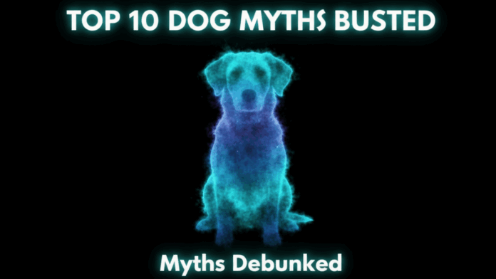 10 Common Dog Myths You Should Stop Believing Today!