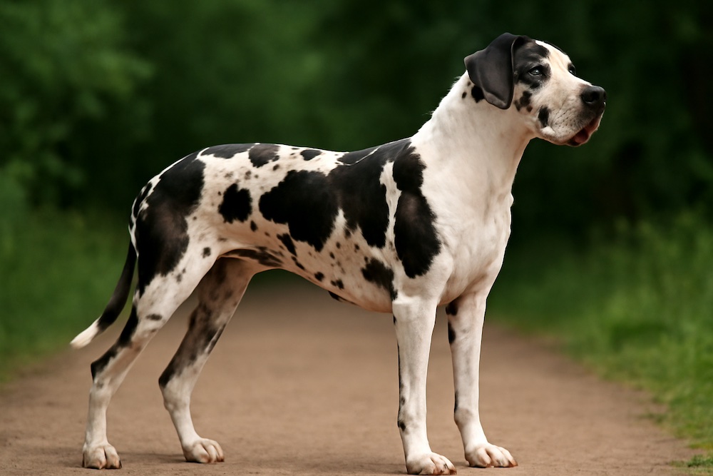 Great Dane