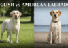 English vs. American Labrador: The Complete Guide to Choosing the Right Type English vs. American Labrador: The Complete Guide to Choosing the Right Type