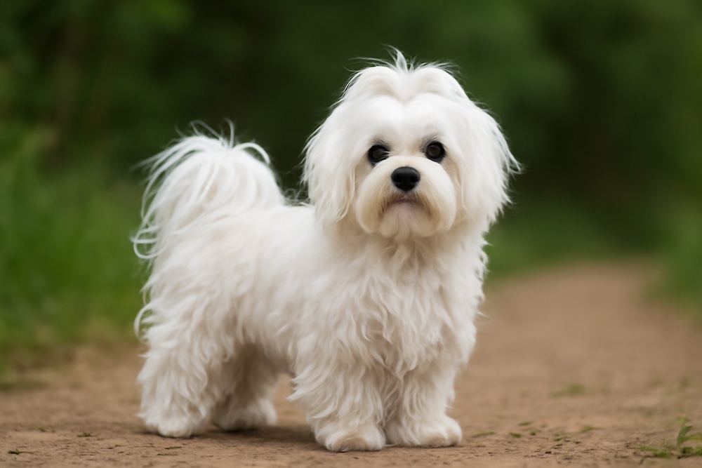 Maltese