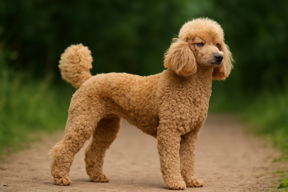 Poodle
