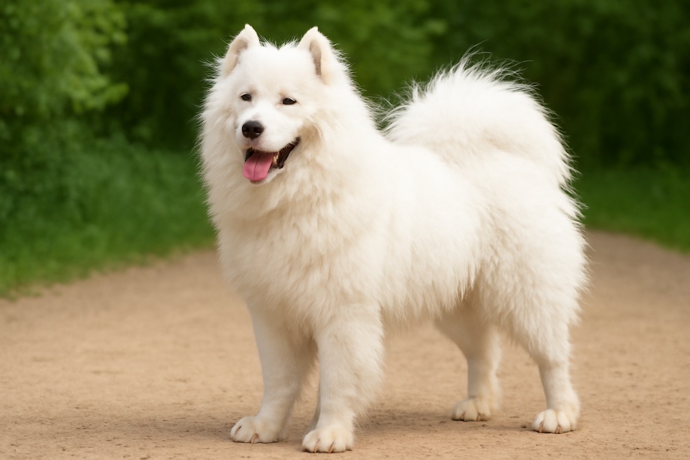 Samoyed