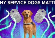 Service Dog Certification: Why It Matters and How to Get Your Dog Recognized Service Dog Certification: Why It Matters and How to Get Your Dog Recognized