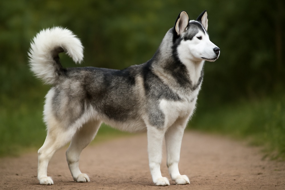 Siberian Husky