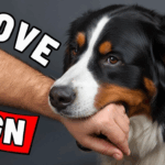 21 Signs That Your Dog Has Imprinted on You (Not Every Dog Owner Experiences This) Signs That Your Dog Has Imprinted on You