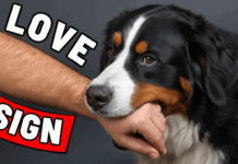 21 Signs That Your Dog Has Imprinted on You (Not Every Dog Owner Experiences This) Signs That Your Dog Has Imprinted on You