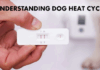 Dog Pregnancy & Heat Cycle Guide: Timelines, Symptoms, Costs & Vet Tips (2025 Edition) Dog Pregnancy & Heat Cycle Guide: Timelines, Symptoms, Costs & Vet Tips (2025 Edition)