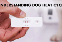 Dog Pregnancy & Heat Cycle Guide: Timelines, Symptoms, Costs & Vet Tips (2025 Edition) Dog Pregnancy & Heat Cycle Guide: Timelines, Symptoms, Costs & Vet Tips (2025 Edition)