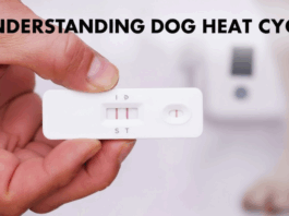 Dog Pregnancy & Heat Cycle Guide: Timelines, Symptoms, Costs & Vet Tips (2025 Edition) Dog Pregnancy & Heat Cycle Guide: Timelines, Symptoms, Costs & Vet Tips (2025 Edition)