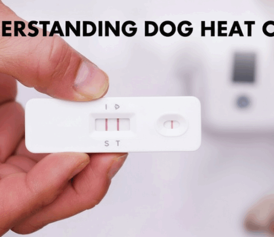 Dog Pregnancy & Heat Cycle Guide: Timelines, Symptoms, Costs & Vet Tips (2025 Edition) Dog Pregnancy & Heat Cycle Guide: Timelines, Symptoms, Costs & Vet Tips (2025 Edition)