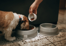 Eco-Friendly Hemp Dog Toys: Safe, Durable, and Sustainable Fun for Your Pup Eco-Friendly Hemp Dog Toys: Safe, Durable, and Sustainable Fun for Your Pup