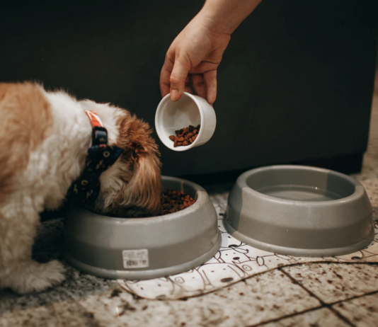 Eco-Friendly Hemp Dog Toys: Safe, Durable, and Sustainable Fun for Your Pup Eco-Friendly Hemp Dog Toys: Safe, Durable, and Sustainable Fun for Your Pup