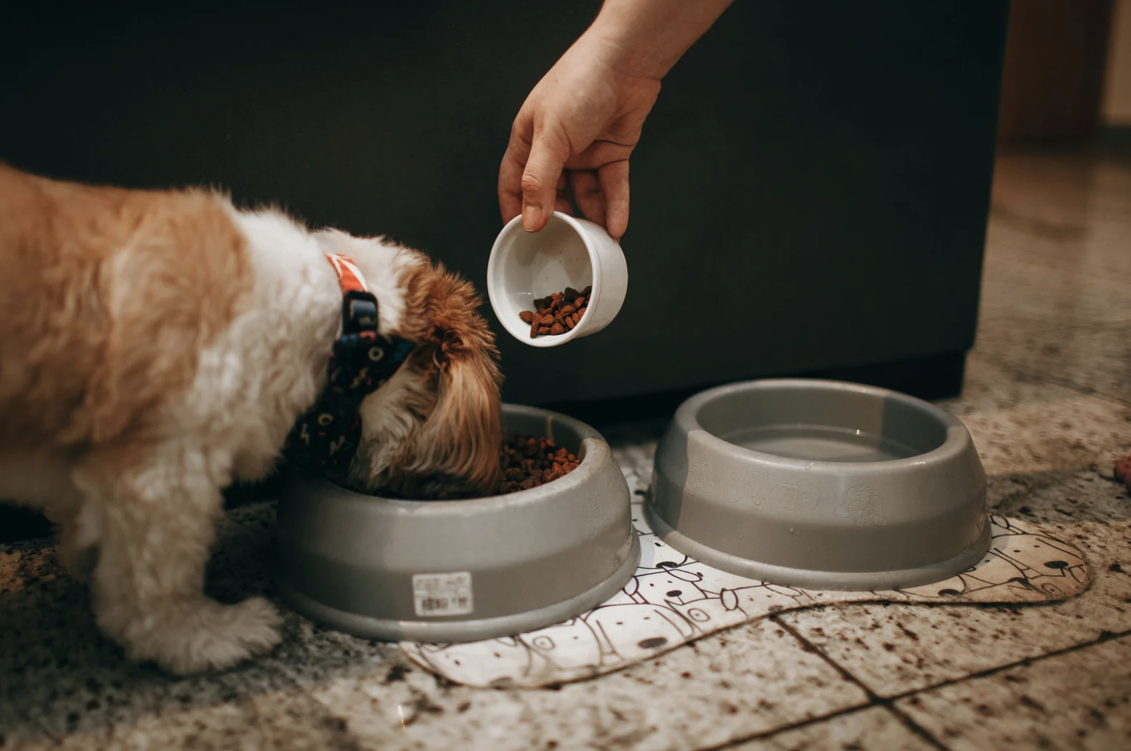 Eco-Friendly Hemp Dog Toys: Safe, Durable, and Sustainable Fun for Your Pup