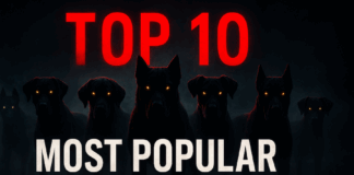 Top 10 Most Popular Dog Breeds in 2025 Top 10 Most Popular Dog Breeds in 2025