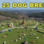 25 Most Popular Dog Breeds in the World (2025 Update) — Temperament, Lifespan & Real Owner Reviews 25 Most Popular Dog Breeds in the World