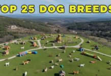 25 Most Popular Dog Breeds in the World (2025 Update) — Temperament, Lifespan & Real Owner Reviews 25 Most Popular Dog Breeds in the World