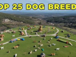 25 Most Popular Dog Breeds in the World (2025 Update) — Temperament, Lifespan & Real Owner Reviews 25 Most Popular Dog Breeds in the World