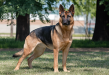 When To Neuter German Shepherd? When To Neuter German Shepherd?